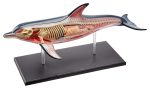 4D Vision Dolphin Model Hot on Sale