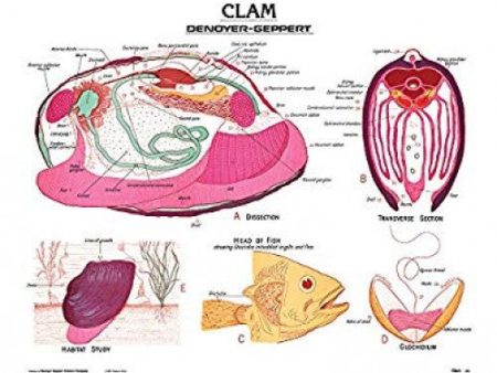 Clam Anatomy Panel Supply