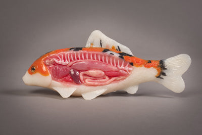 Dissected Fish Model Sale