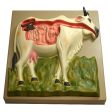 Eisco Cow Digestive System Model Fashion