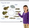 Frog Life Cycle Giant Magnet Set Online now