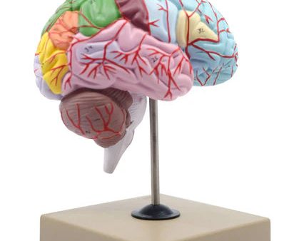 Brain: Human Half Brain Model Online now