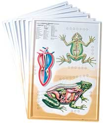 3D General Zoology Charts - Vertebrates For Sale