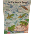 Life Cycle of a Frog Poster Online Sale