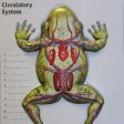 Frog Flip Chart Hot on Sale