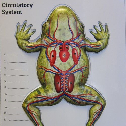 Frog Flip Chart Hot on Sale