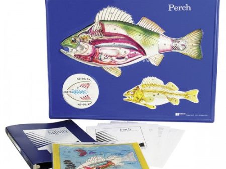 Perch Model Activity Set Cheap