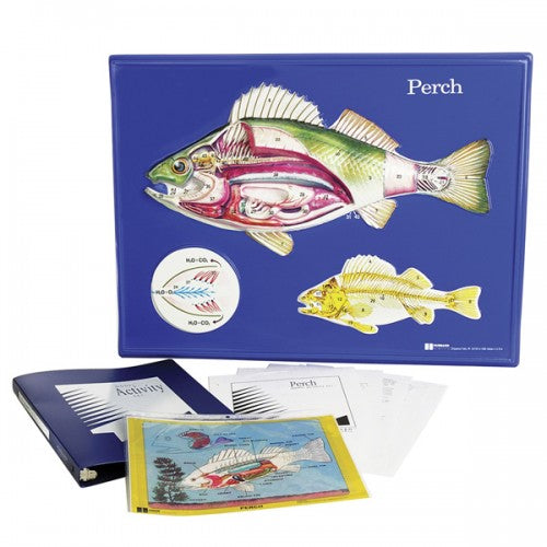 Perch Model Activity Set Cheap