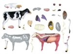 4D Vision Cow Model Hot on Sale