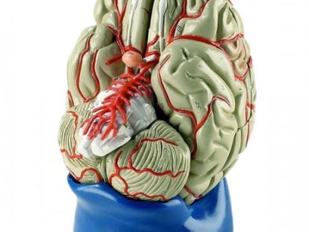 Brain: Deluxe Life-Size Brain Model Hot on Sale