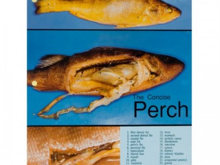 Concise Dissection Chart: Perch For Discount