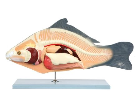 Carp Fish Anatomy Model Supply