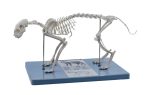 Cat Skeleton Model Hot on Sale