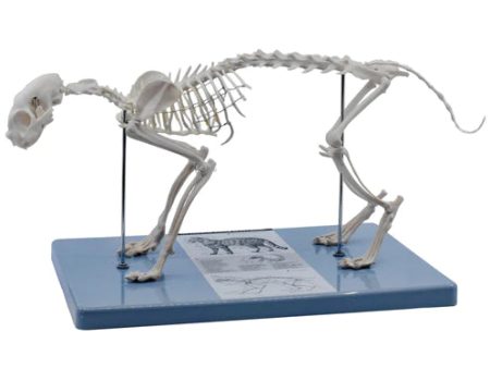 Cat Skeleton Model Hot on Sale