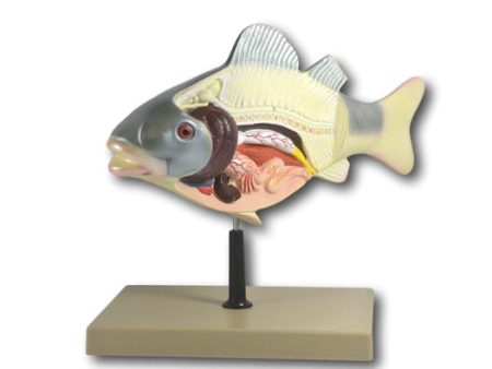 Eisco Fish Model Sale