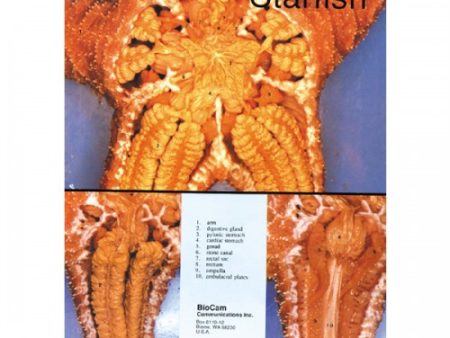 Concise Dissection Chart: Starfish on Sale