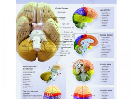 Brain: Anatomy of the Brain Poster Supply