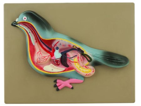 Eisco Pigeon Dissection Model on Sale