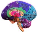 Brain: Stuffed Brain Model - Classroom Set Supply