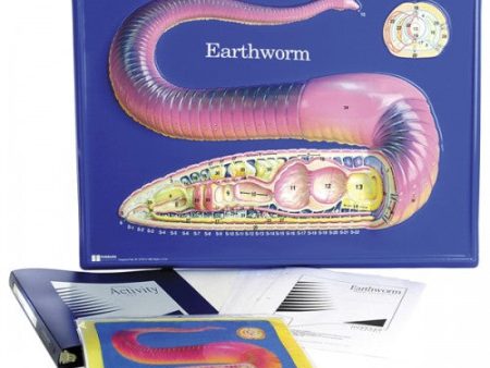 Earthworm Model Activity Set Fashion