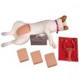 Cat Spay Manikin For Sale