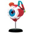 Eye: 4D Vision Human Eyeball Anatomy Model Sale