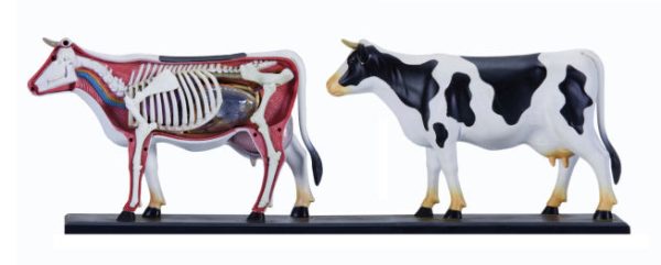 4D Vision Cow Model Hot on Sale