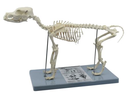 Dog Skeleton Model Hot on Sale