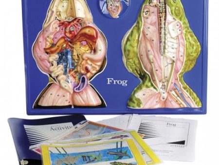 Frog Model Activity Set For Discount