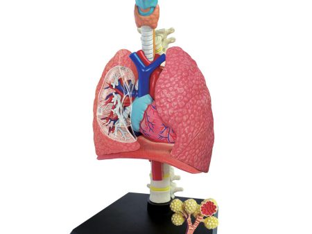 Lung: 4D Vision Human Respiratory System Anatomy Model Online Hot Sale