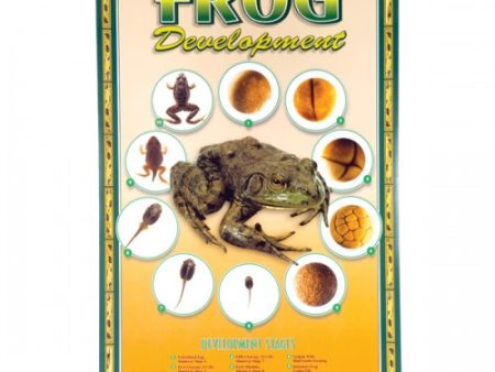 Frog Development Poster Online