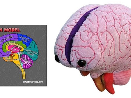 Brain: Stuffed Brain Model - Classroom Set Supply