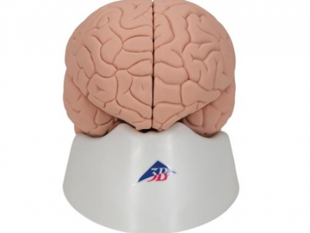 Brain: Introductory Human Brain Model Sale