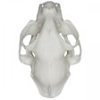 Common House Cat Skull Hot on Sale