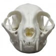 Common House Cat Skull Hot on Sale