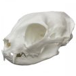 Common House Cat Skull Hot on Sale