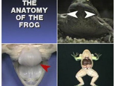 Anatomy of the Frog Online Hot Sale